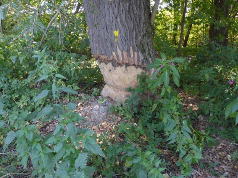 Trainer-Fortbildung "Umwelt und SUP“ im Lebensraum Fluss